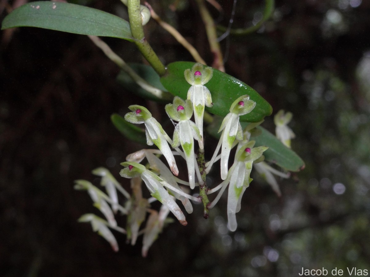 Robiquetia virescens Ormerod & S.S.Fernando